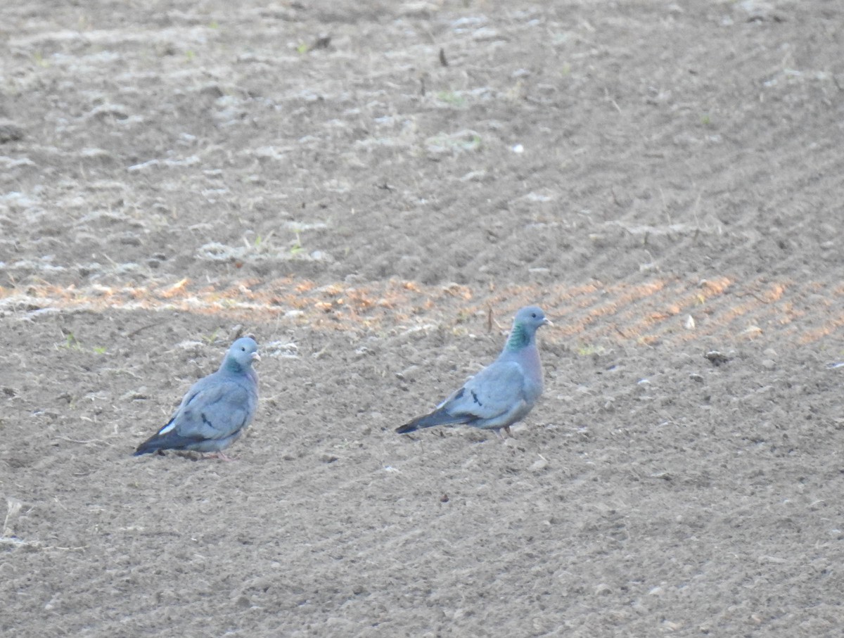 Stock Dove - ML289188221