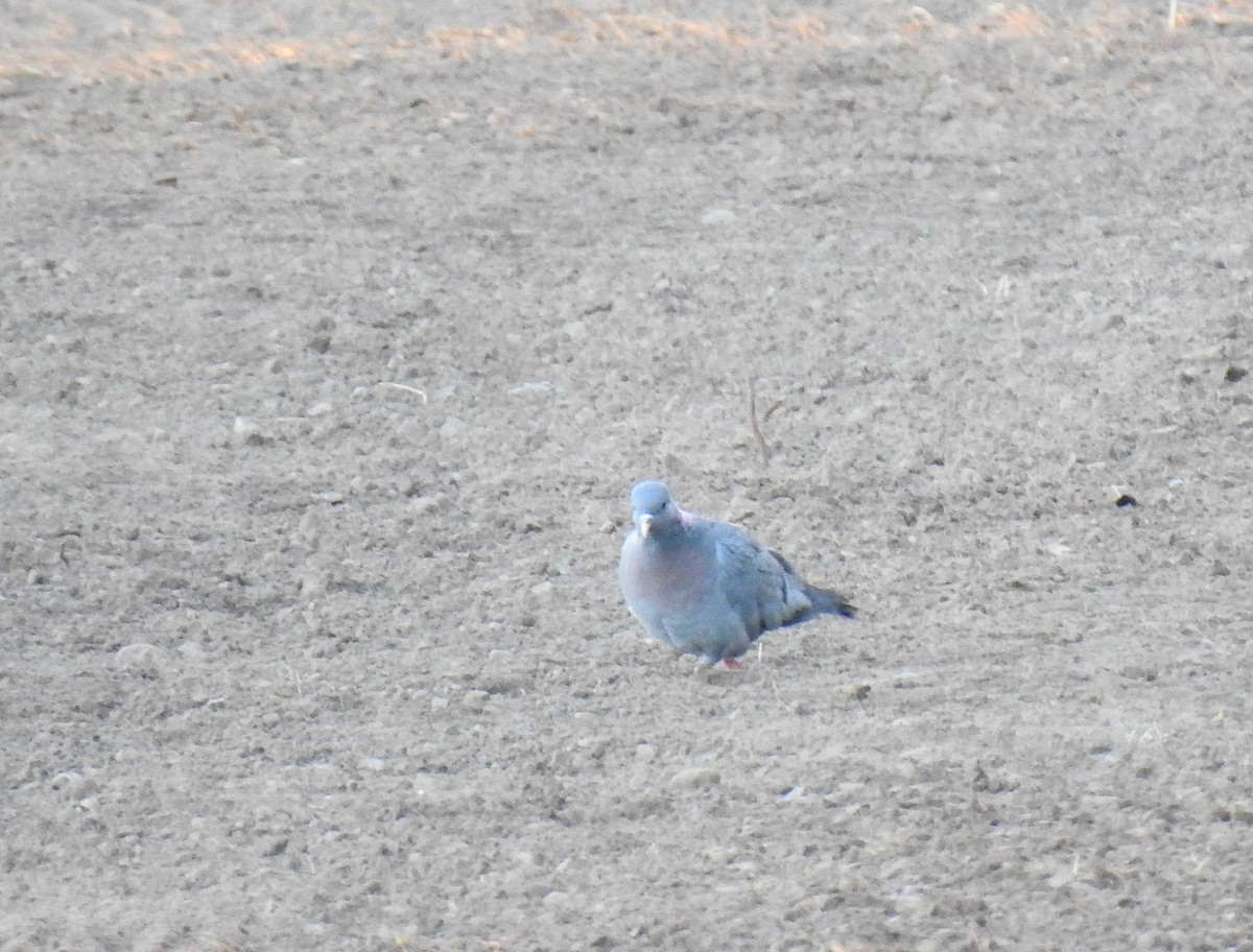 Stock Dove - ML289188231