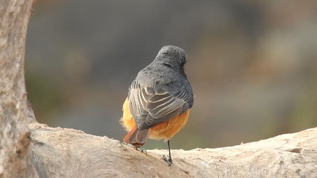 Black Redstart - ML289191061