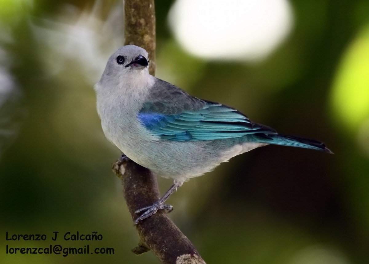 Blue-gray Tanager - Lorenzo Calcaño