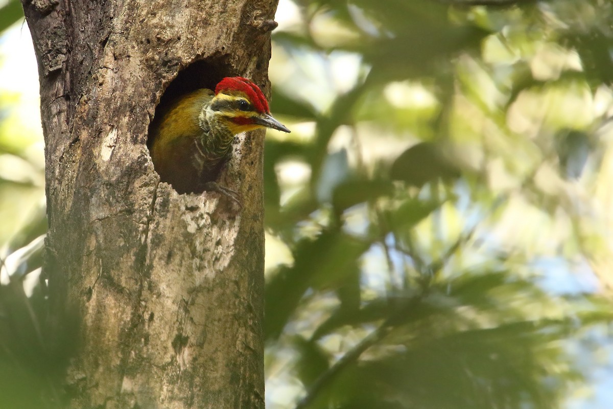 White-browed Woodpecker - ML289192911
