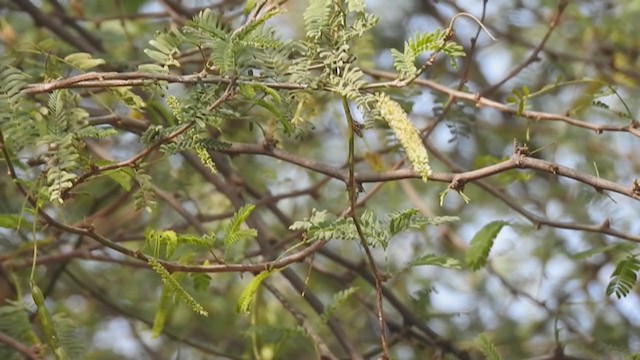 Brooks's Leaf Warbler - ML289194651