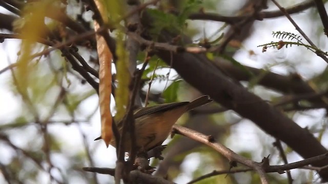 Brooks's Leaf Warbler - ML289194961