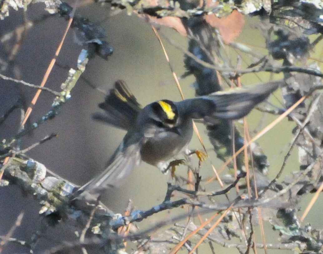 Golden-crowned Kinglet - ML289196451