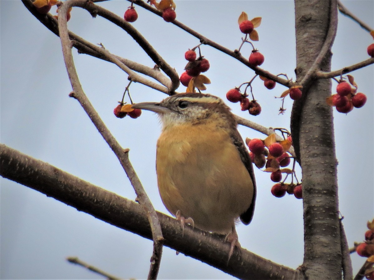 Carolina Wren - ML289196951