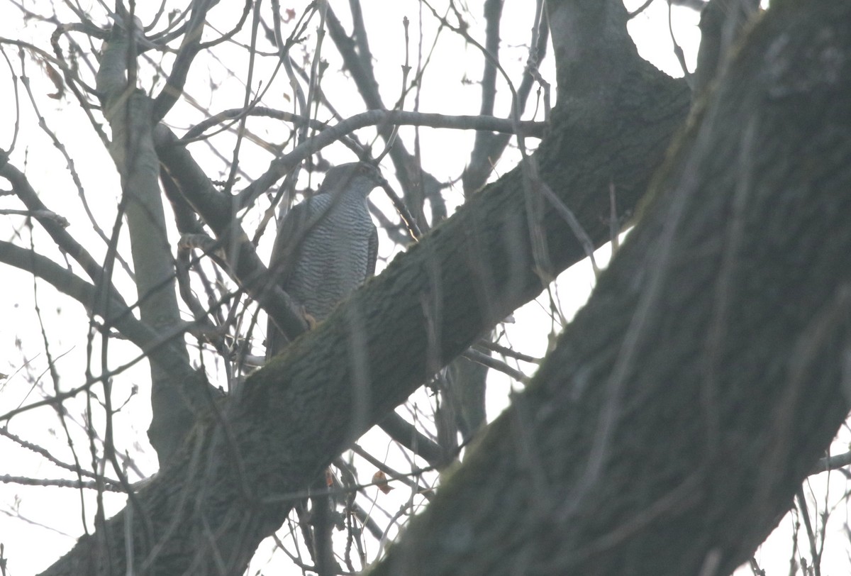 Eurasian Goshawk - ML289197891
