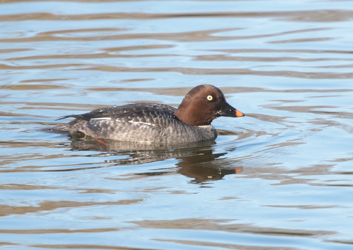 Common Goldeneye - ML289198091