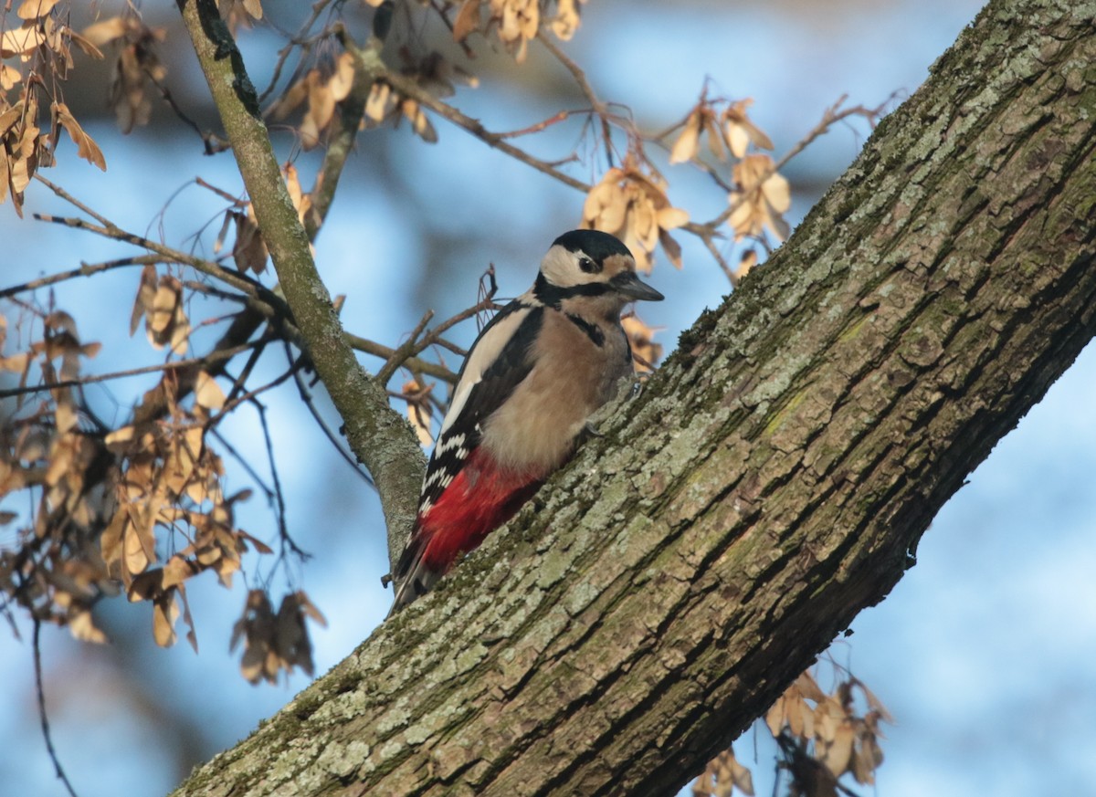 Great Spotted Woodpecker - ML289198111