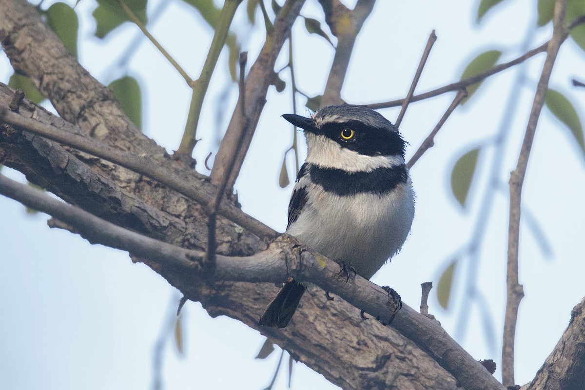 Pale Batis - ML289198121