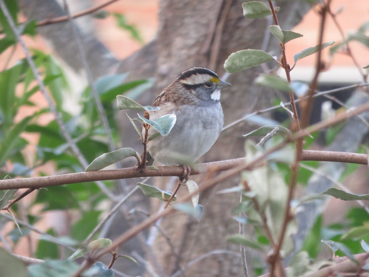 White-throated Sparrow - ML289198981
