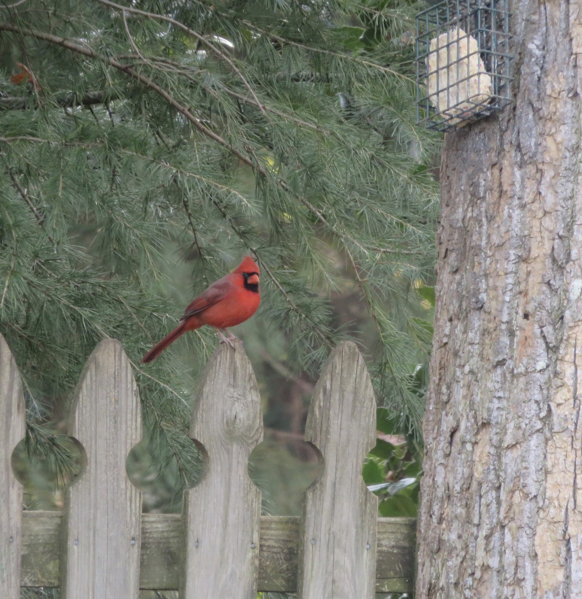 Northern Cardinal - ML289199151