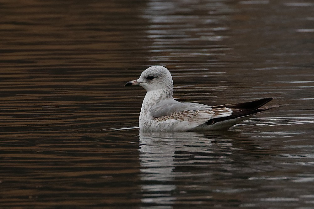 Common Gull - ML289199751