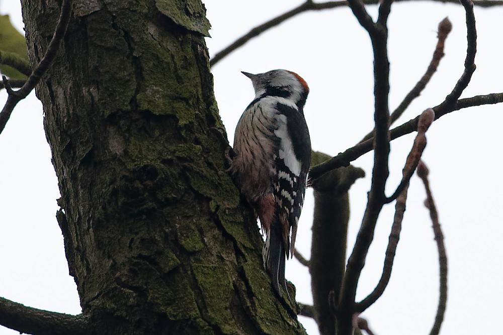 Middle Spotted Woodpecker - ML289199791