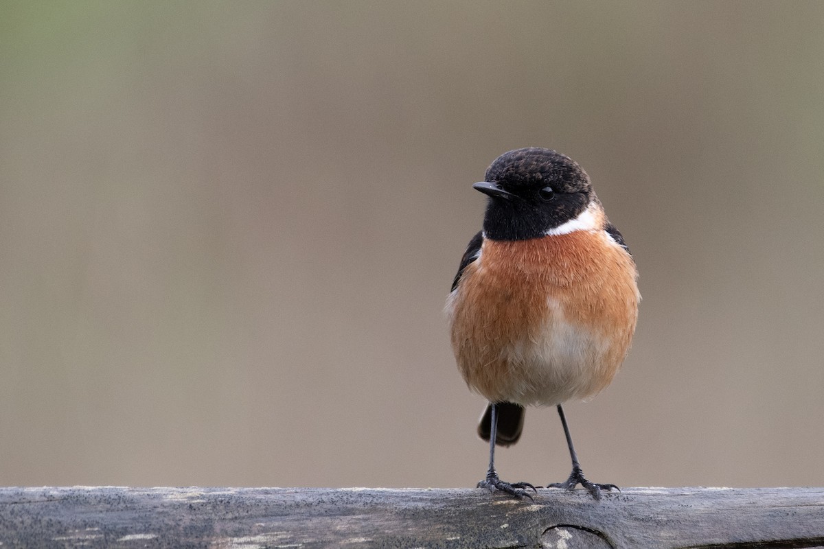 European Stonechat - ML289199851