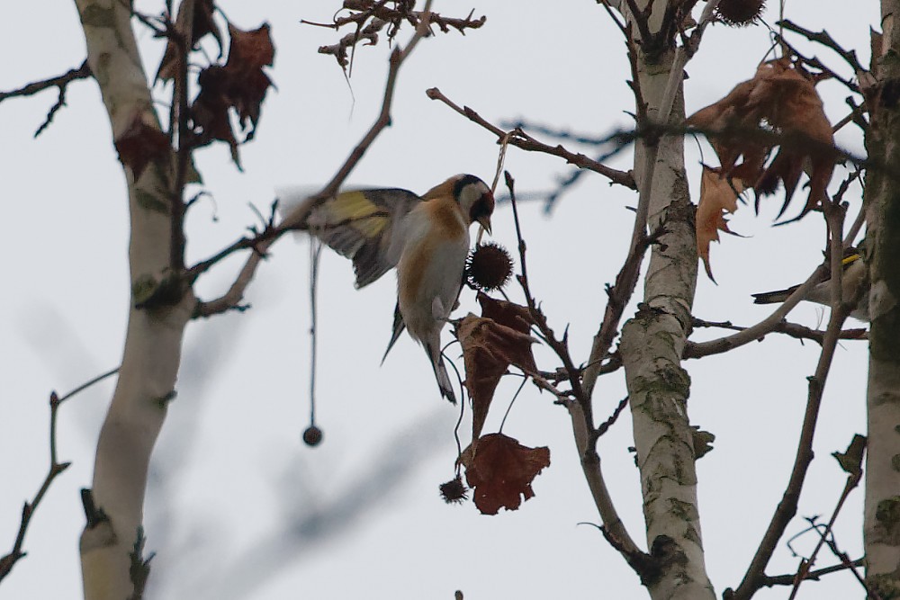 European Goldfinch - ML289199931