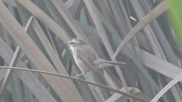 Moustached Warbler - ML289200331