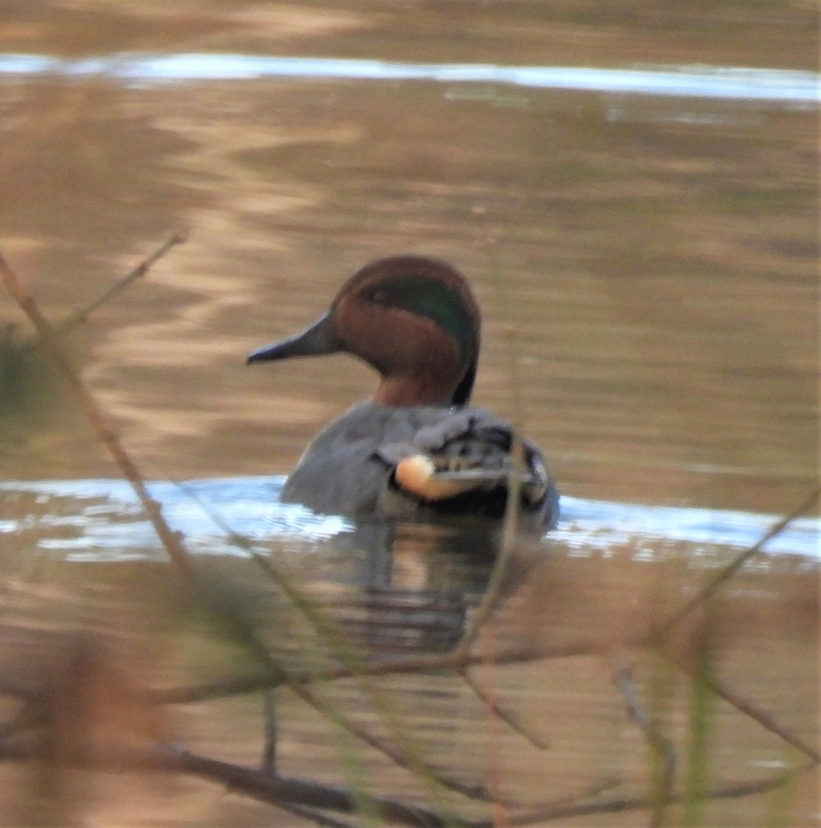 Green-winged Teal - ML289200451