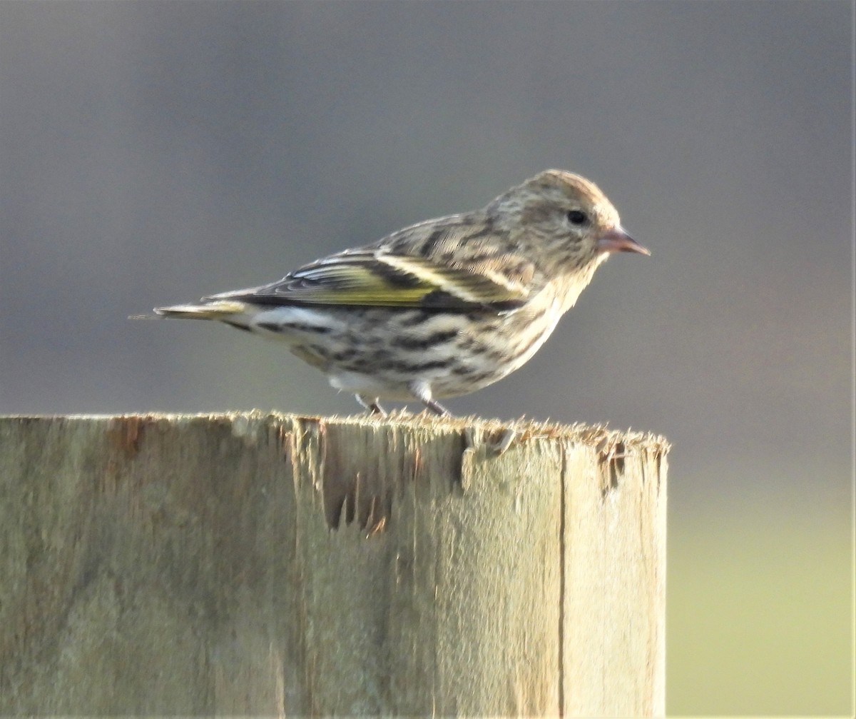 Pine Siskin - ML289200811
