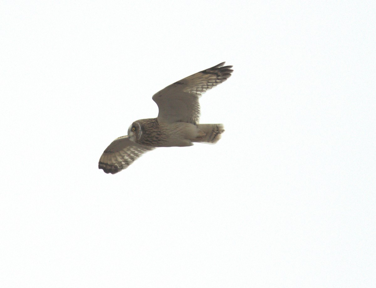 Short-eared Owl - ML289200821
