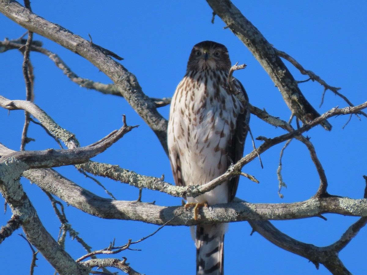 Cooper's Hawk - ML289201281