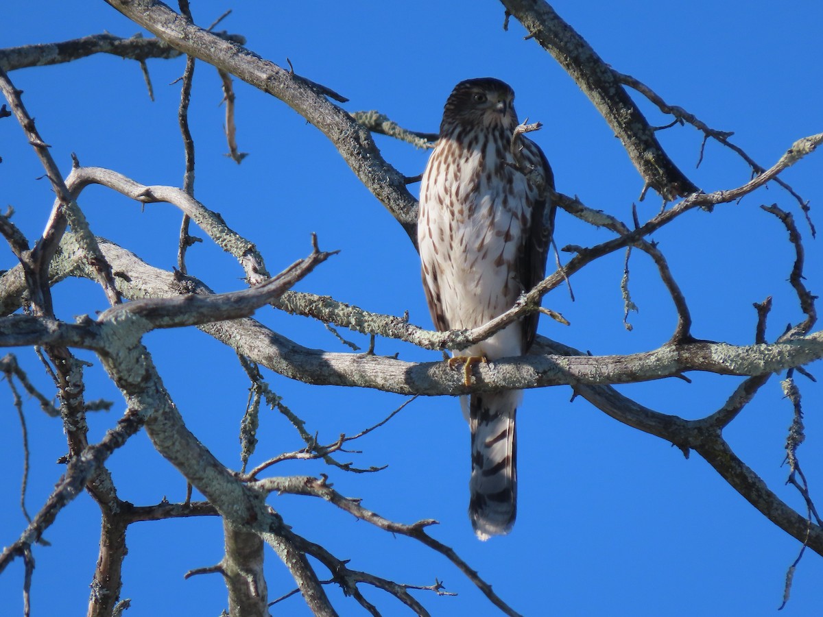 Cooper's Hawk - ML289201301