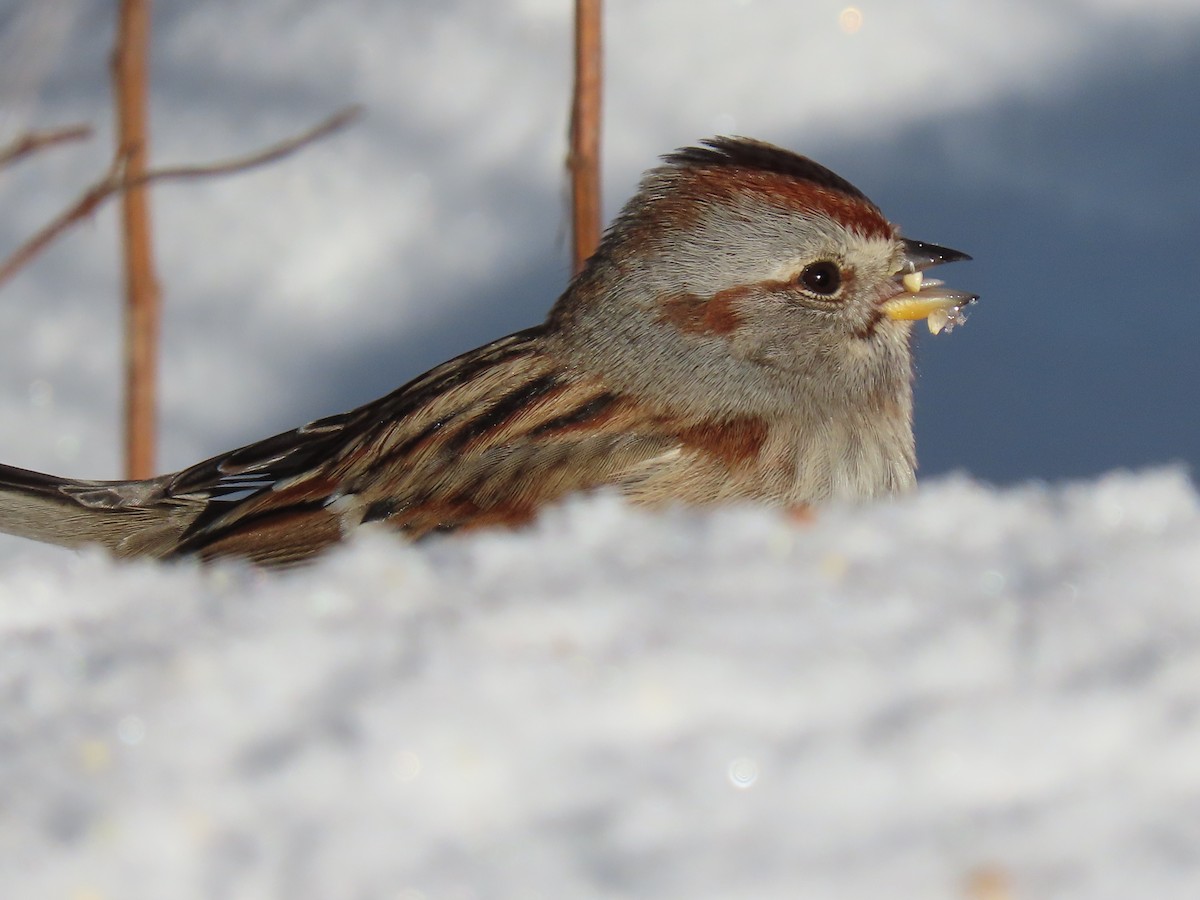 American Tree Sparrow - ML289201431