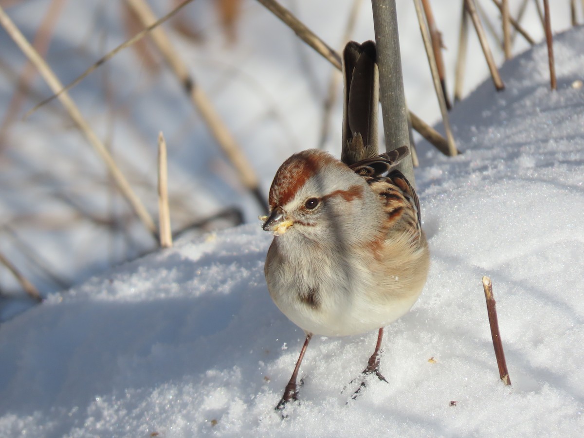 American Tree Sparrow - ML289201471