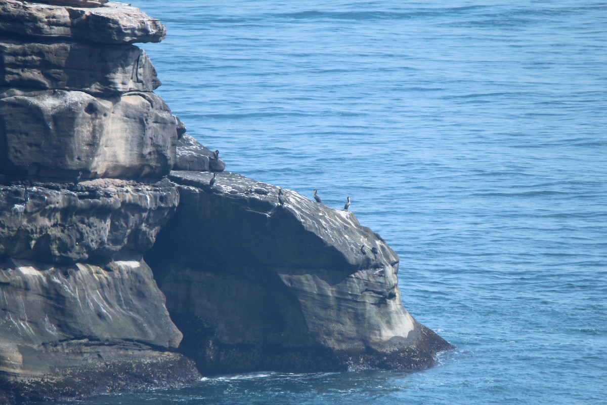 Japanese Cormorant - ML289203081