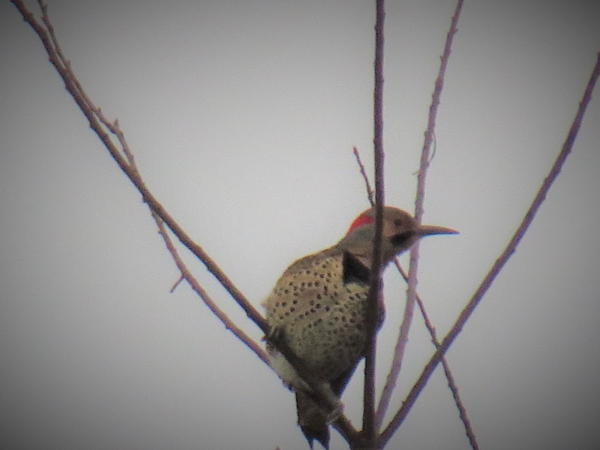 Northern Flicker - Linda Vitchock