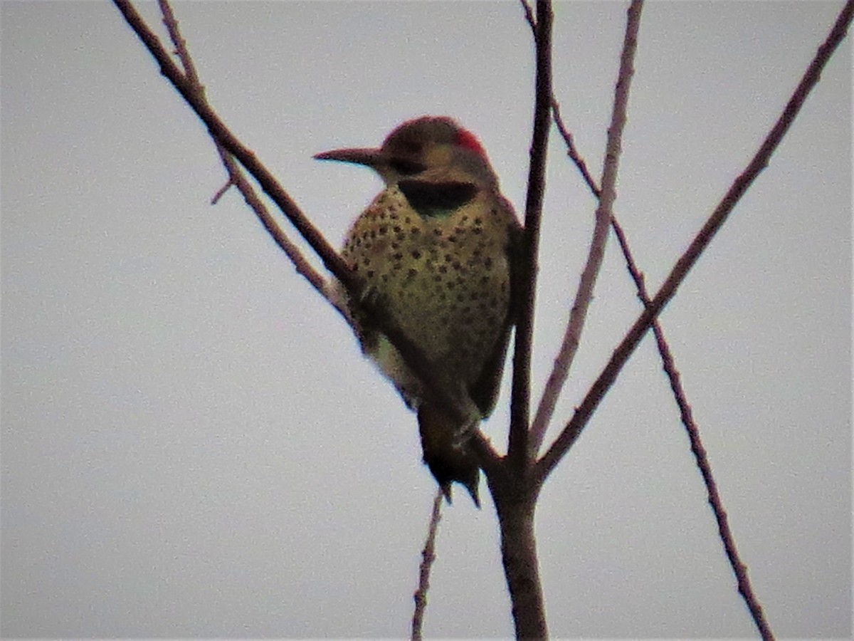 Northern Flicker - Linda Vitchock