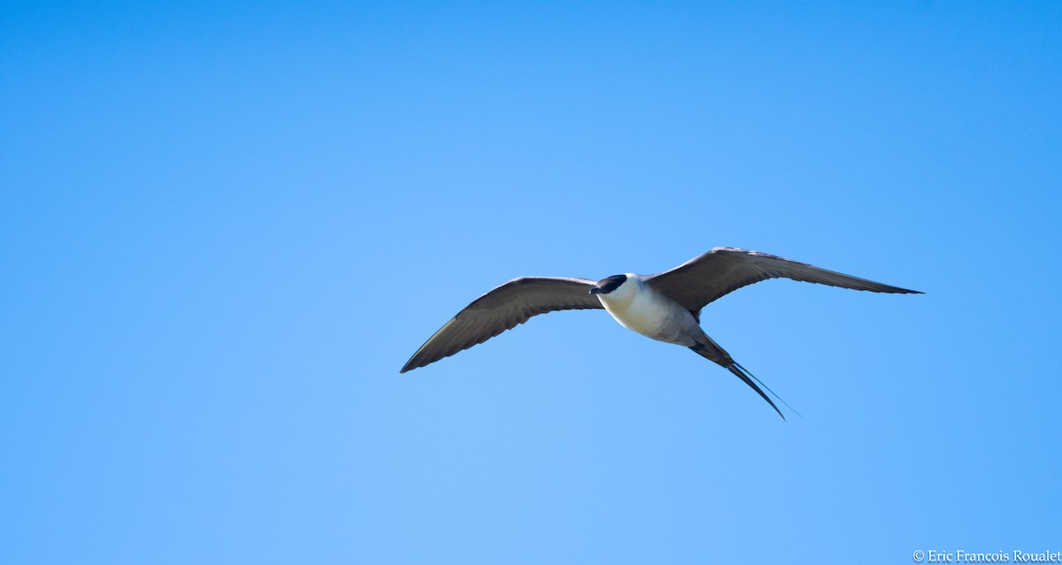Long-tailed Jaeger - ML289206391