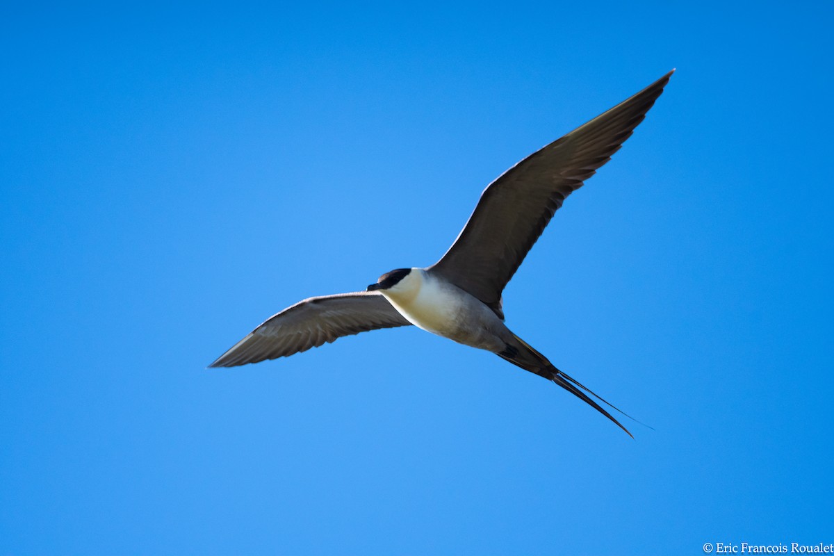 Long-tailed Jaeger - ML289206431