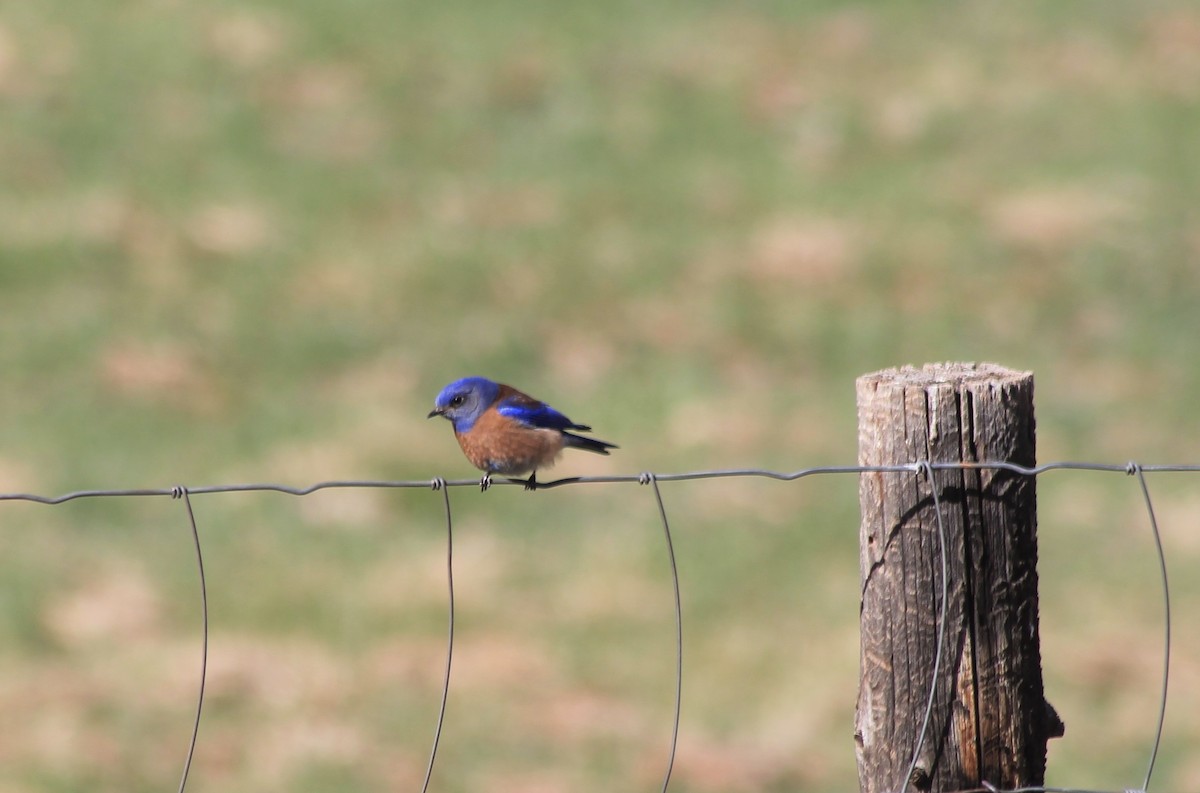 Western Bluebird - Shauna Cotrell