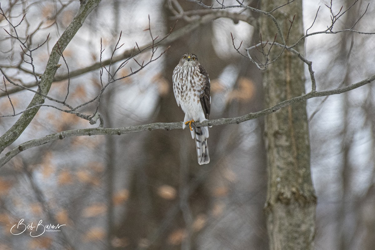 Sharp-shinned Hawk - ML289207741