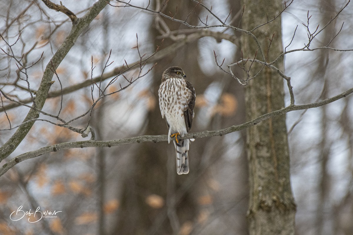 Sharp-shinned Hawk - ML289207821