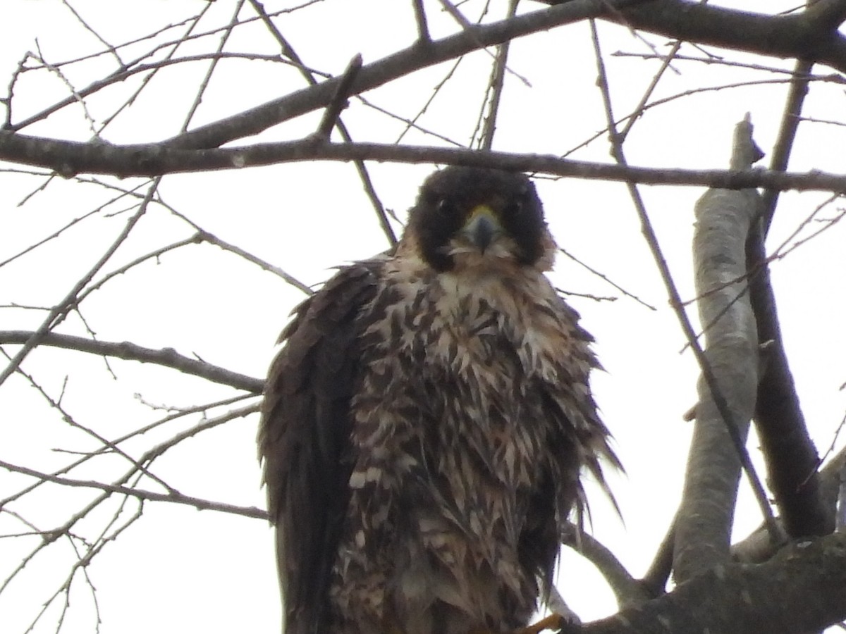 Peregrine Falcon - ML289207901