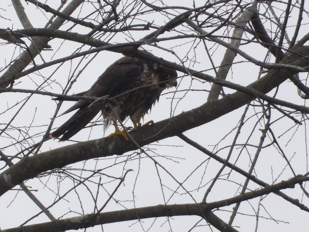 Peregrine Falcon - ML289207951