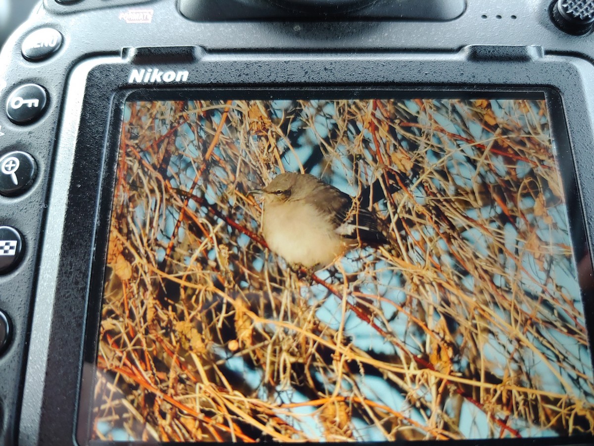 Northern Mockingbird - ML289208271