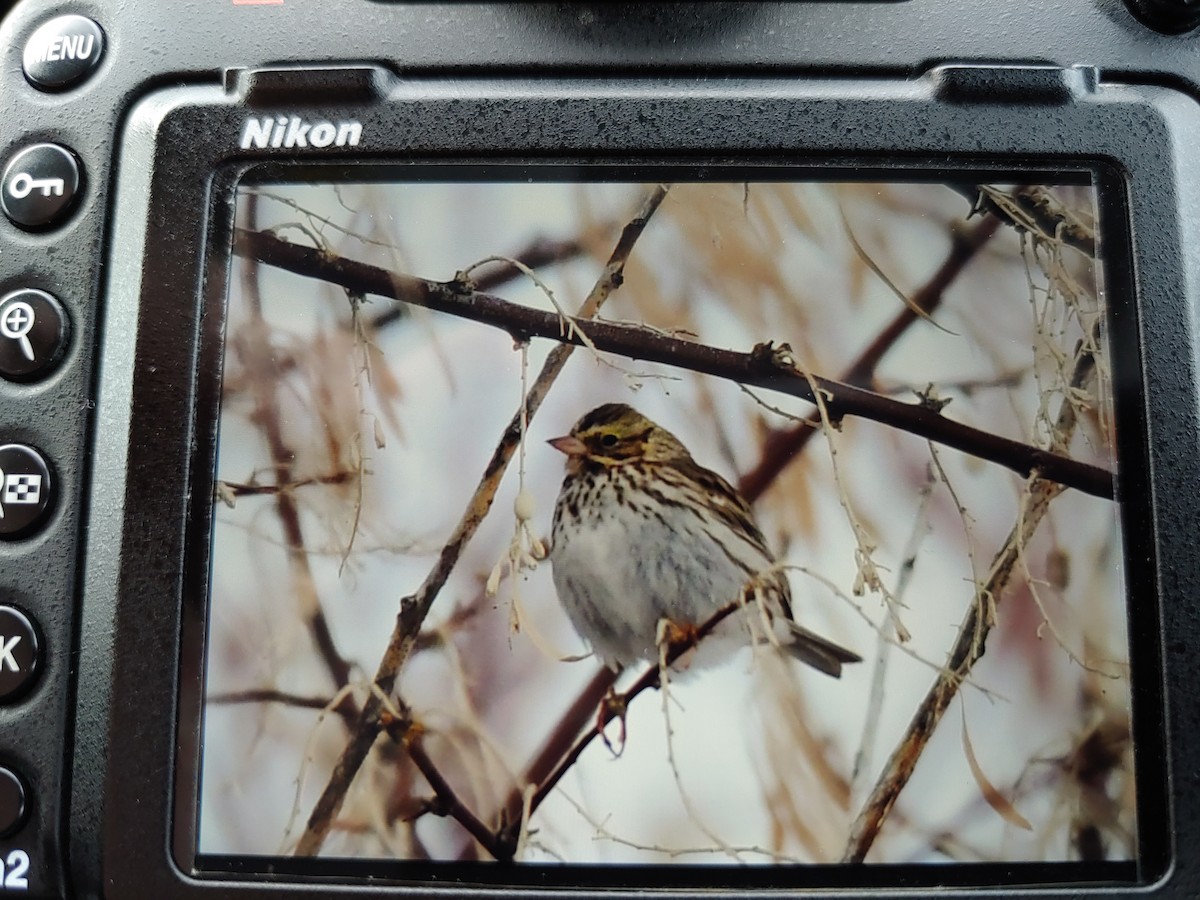 Savannah Sparrow - ML289208931