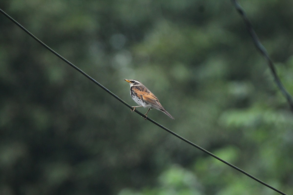 Birigarro hegalgorria - ML289210471