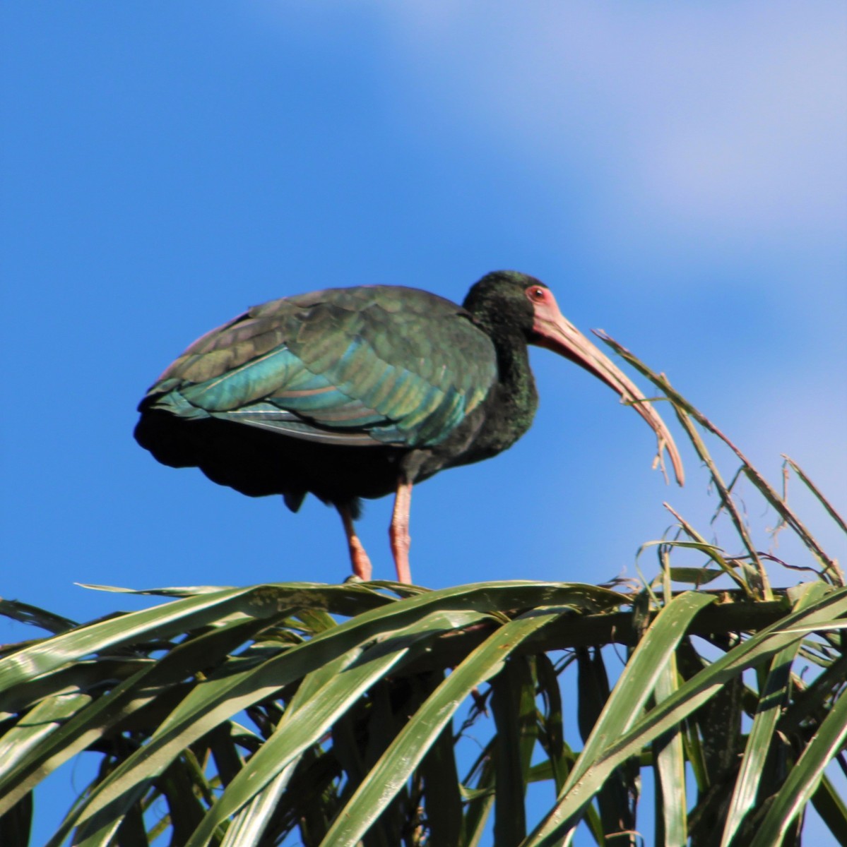 Ibis à face nue - ML289211861