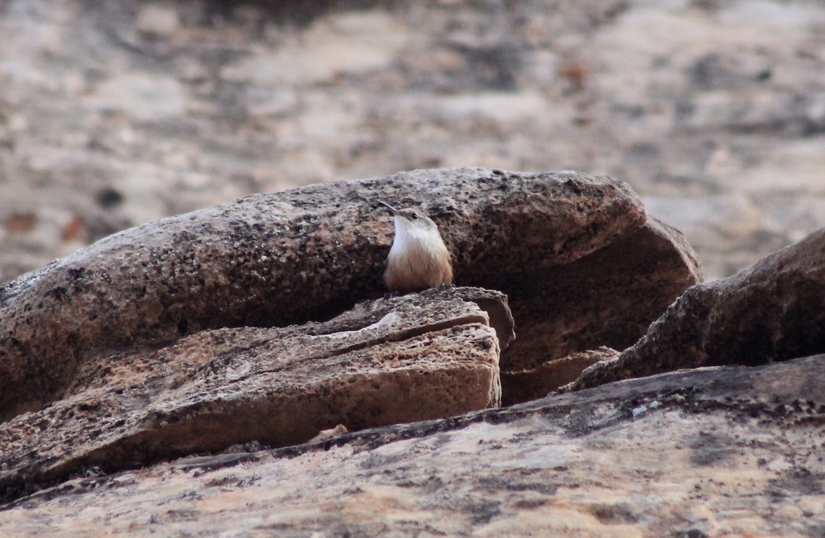 Canyon Wren - ML289213201