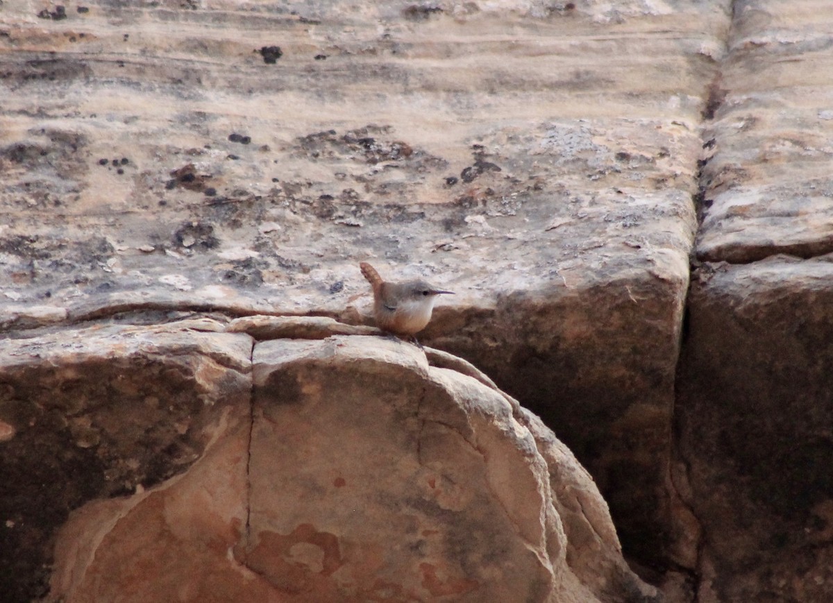 Canyon Wren - ML289213211