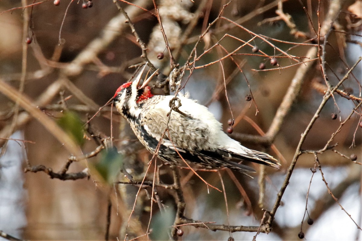 Yellow-bellied Sapsucker - ML289213561