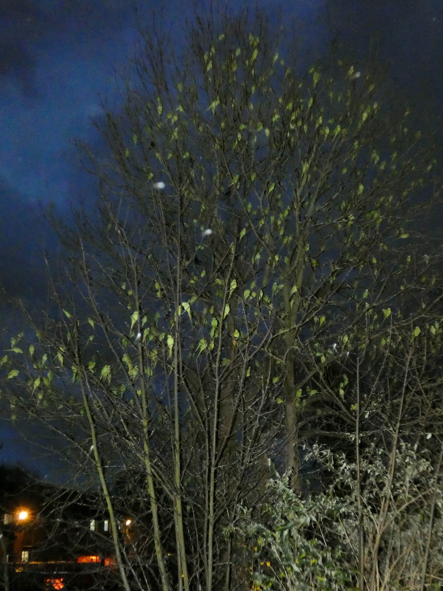 Rose-ringed Parakeet - ML289213991