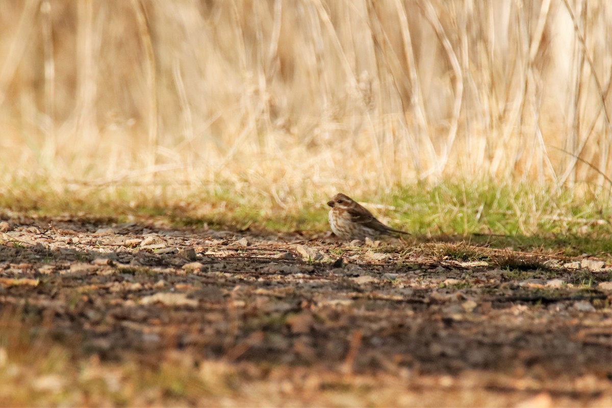 Purple Finch - ML289214111