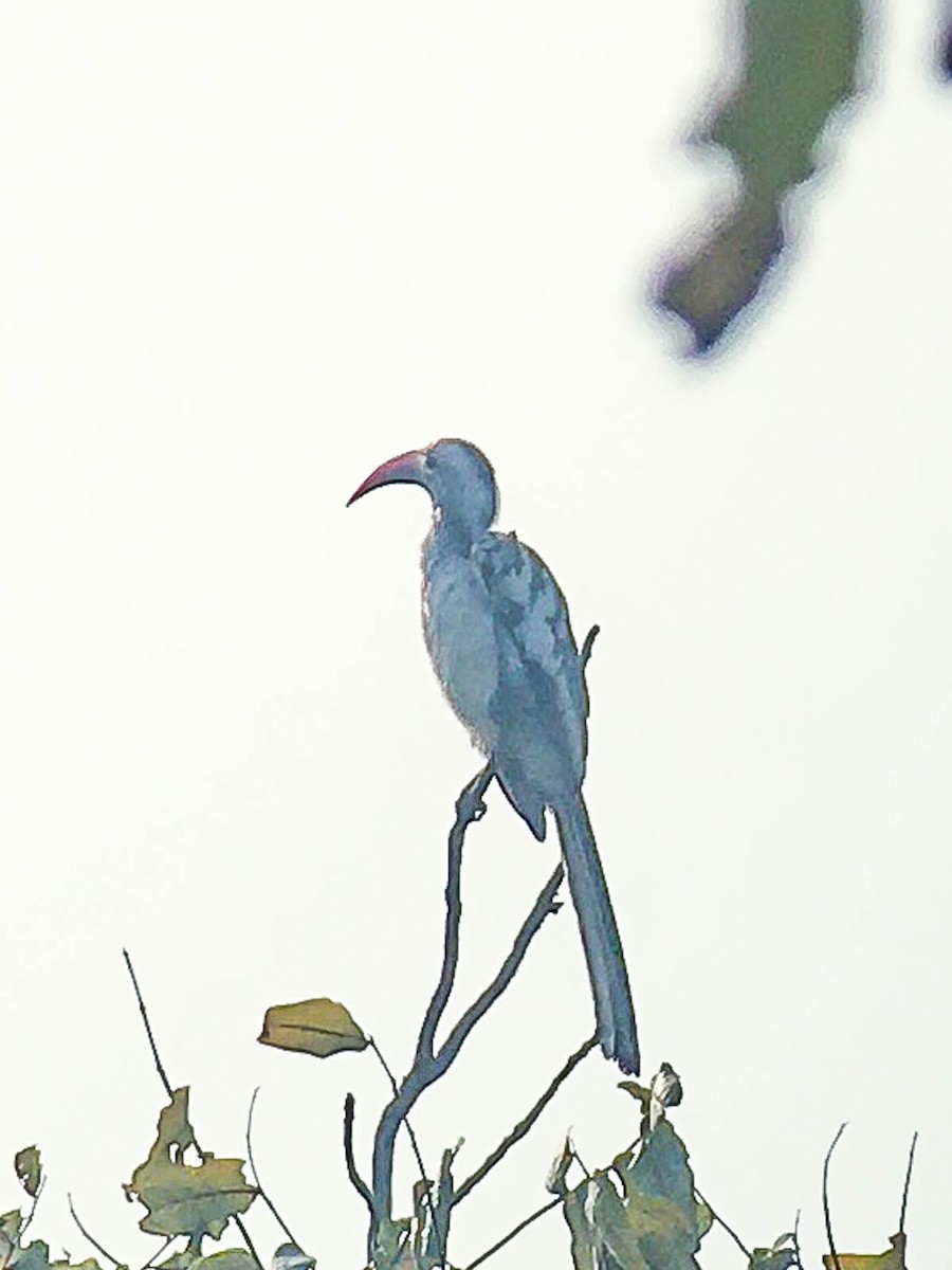 Northern Red-billed Hornbill - ML289214241