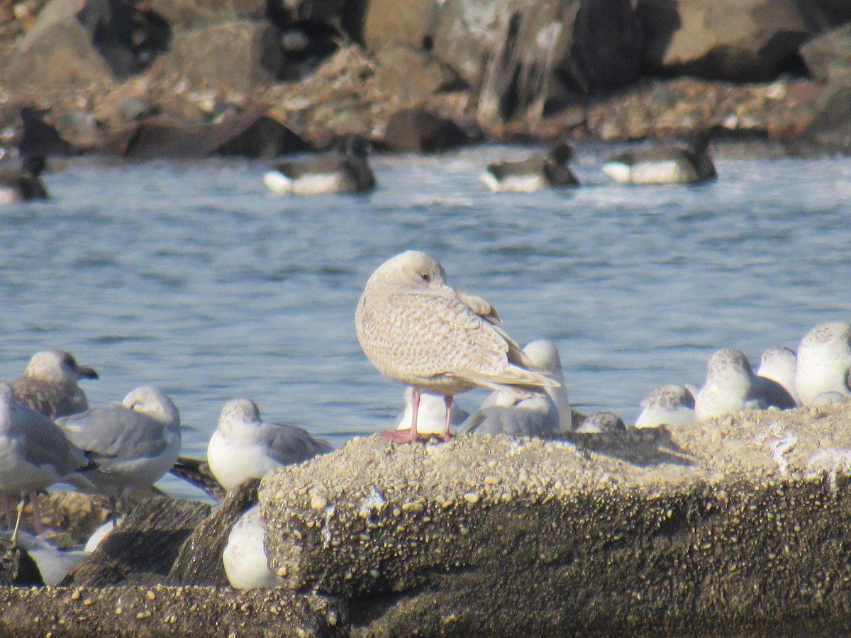 Iceland Gull - ML289214771