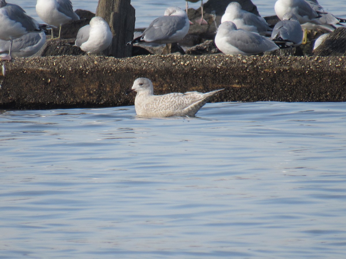 Iceland Gull - ML289214811