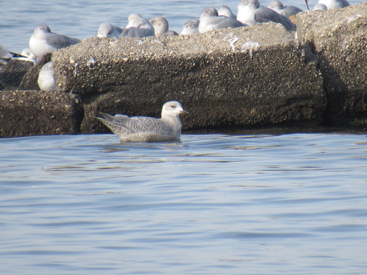 Iceland Gull - ML289214821